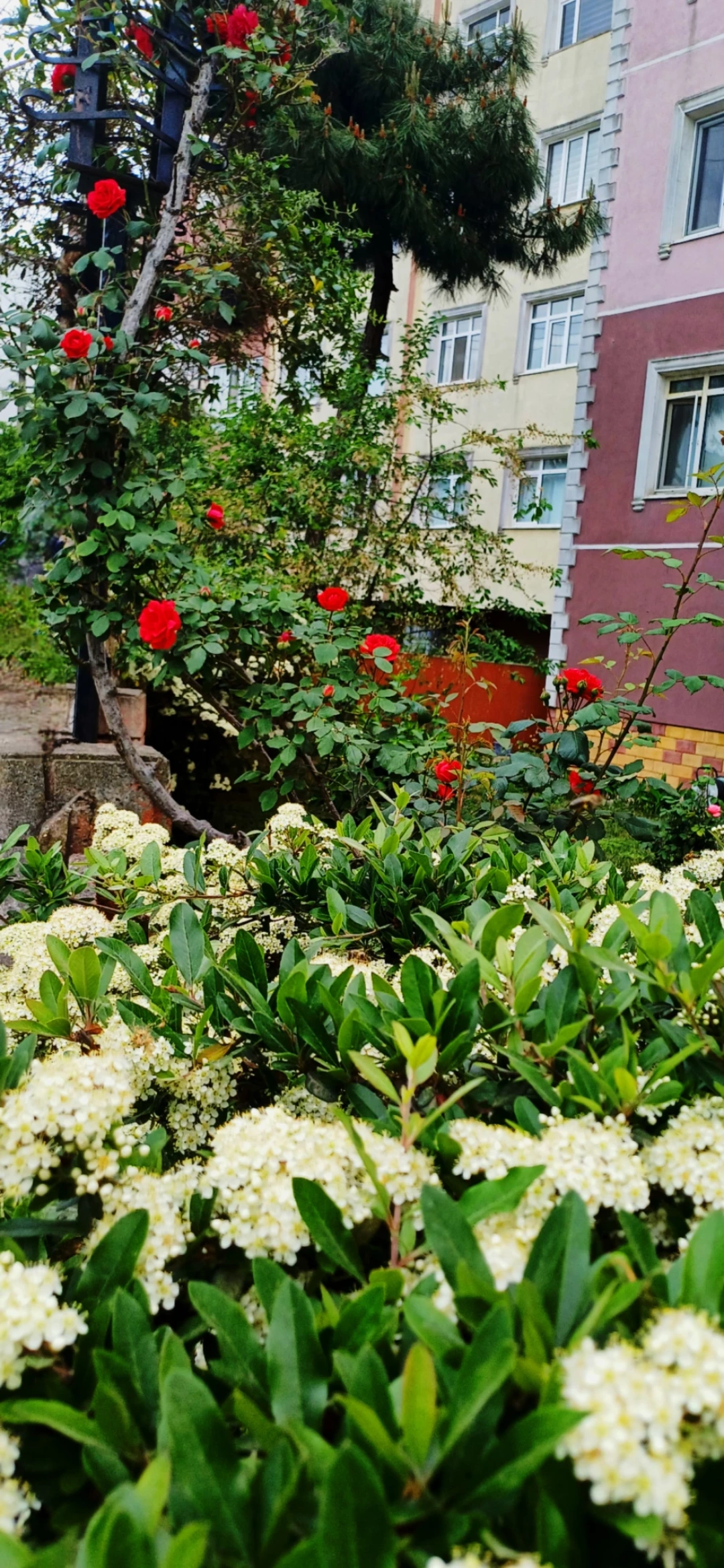 ilkbahar-derince-kocaeli / 10882