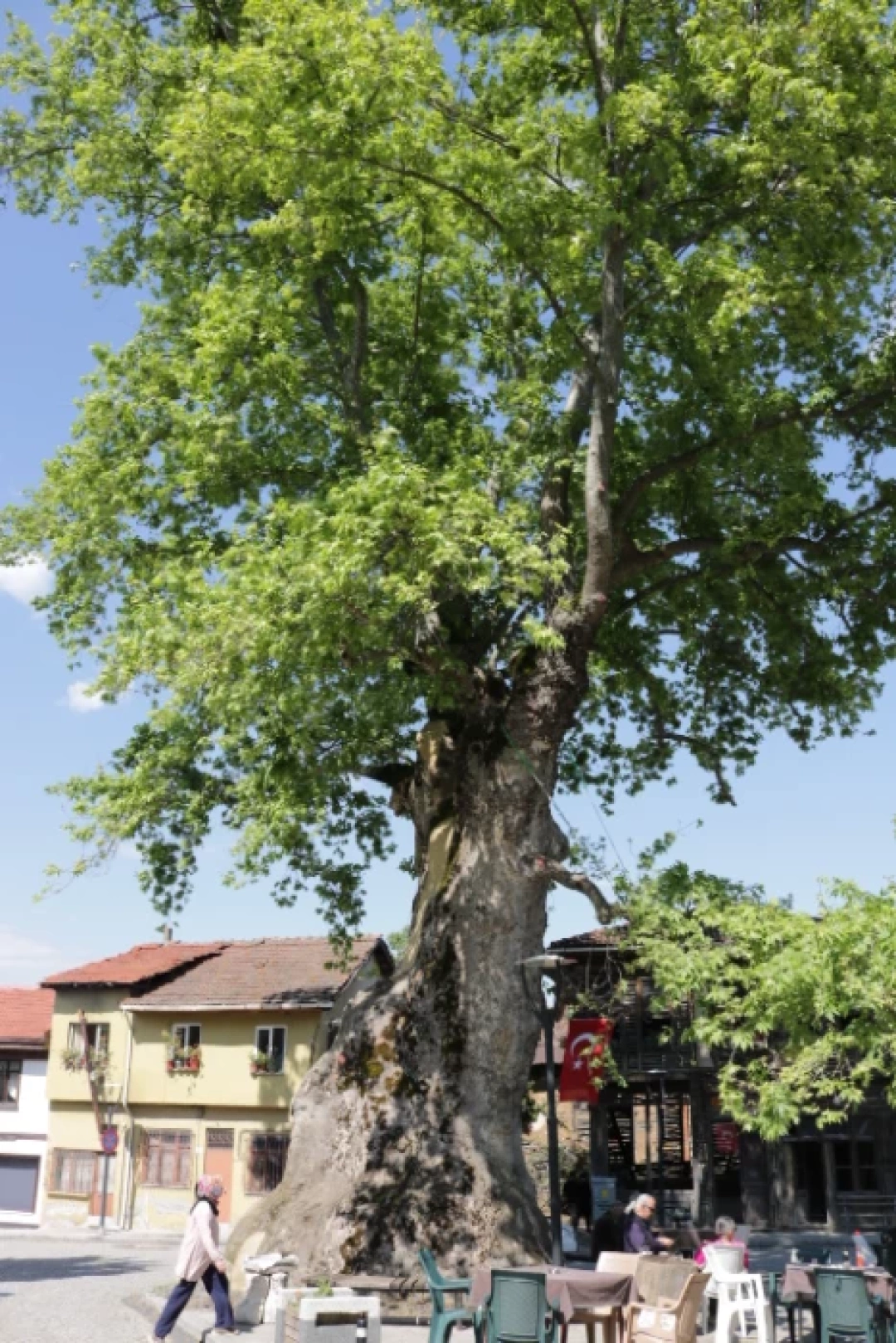 golcuksaraylitarihicinar-cinar-1200yillikcinar / 10682