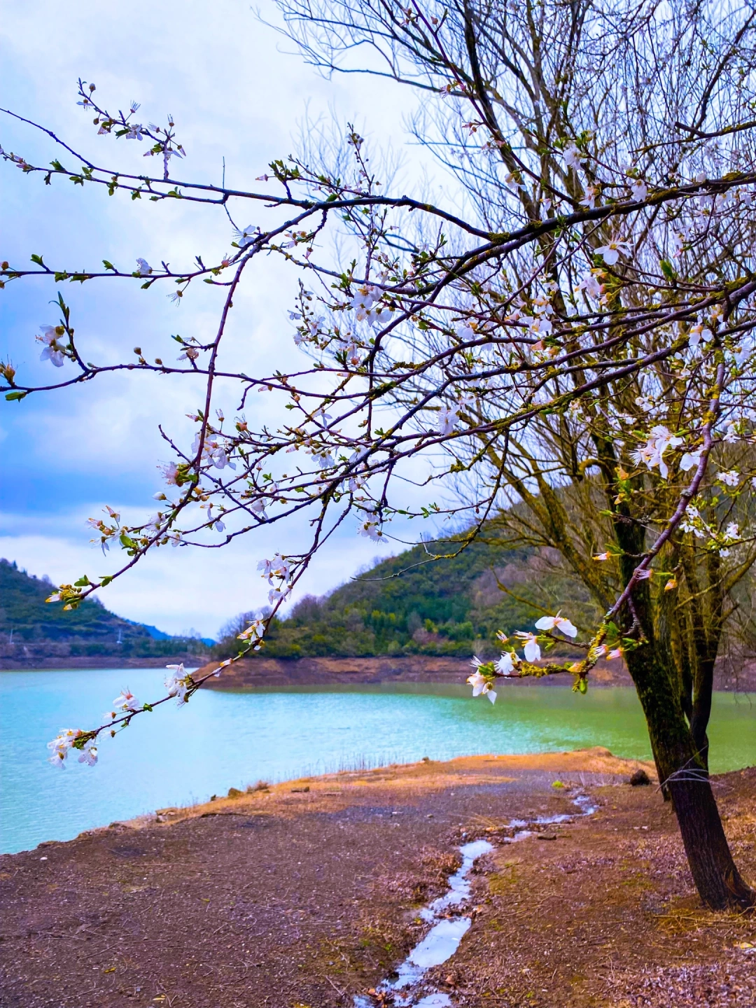 yuvacikbaraji-yuvacik / 582