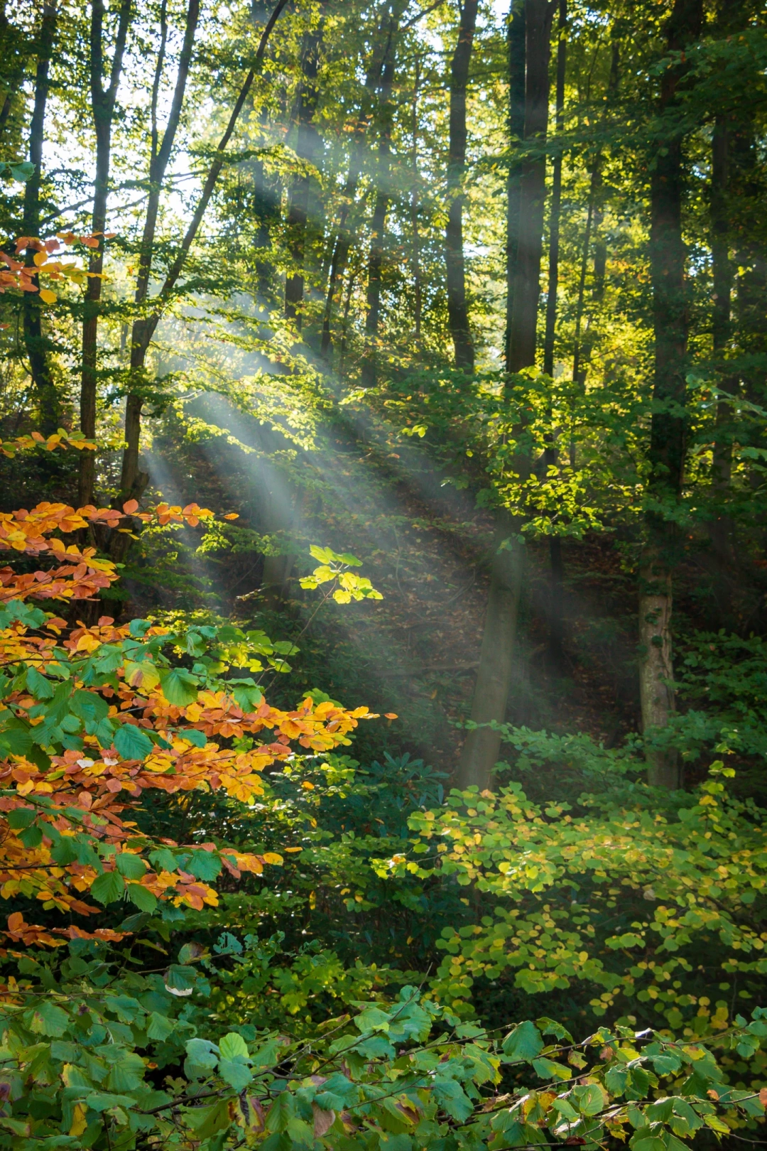 guzel-ormanya / 2159