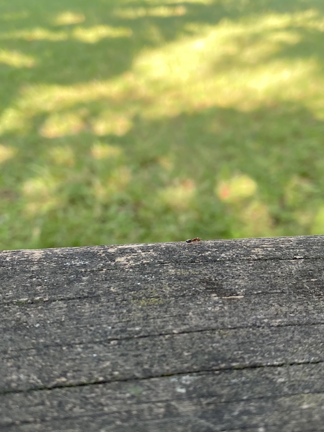 kocaeli-karinca-fuar / 950