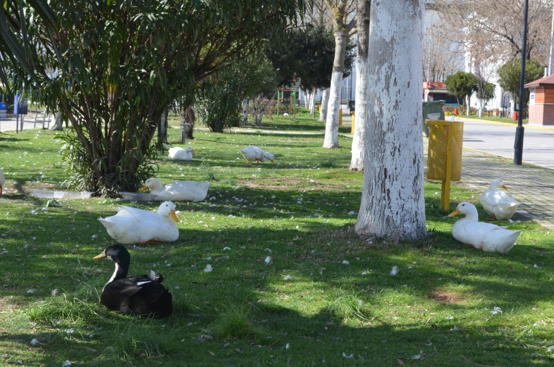 kocaeli-fuari-dinlenme-nostarji-ordek-hayvansevgisi-sevdamizkocaeli / 5550