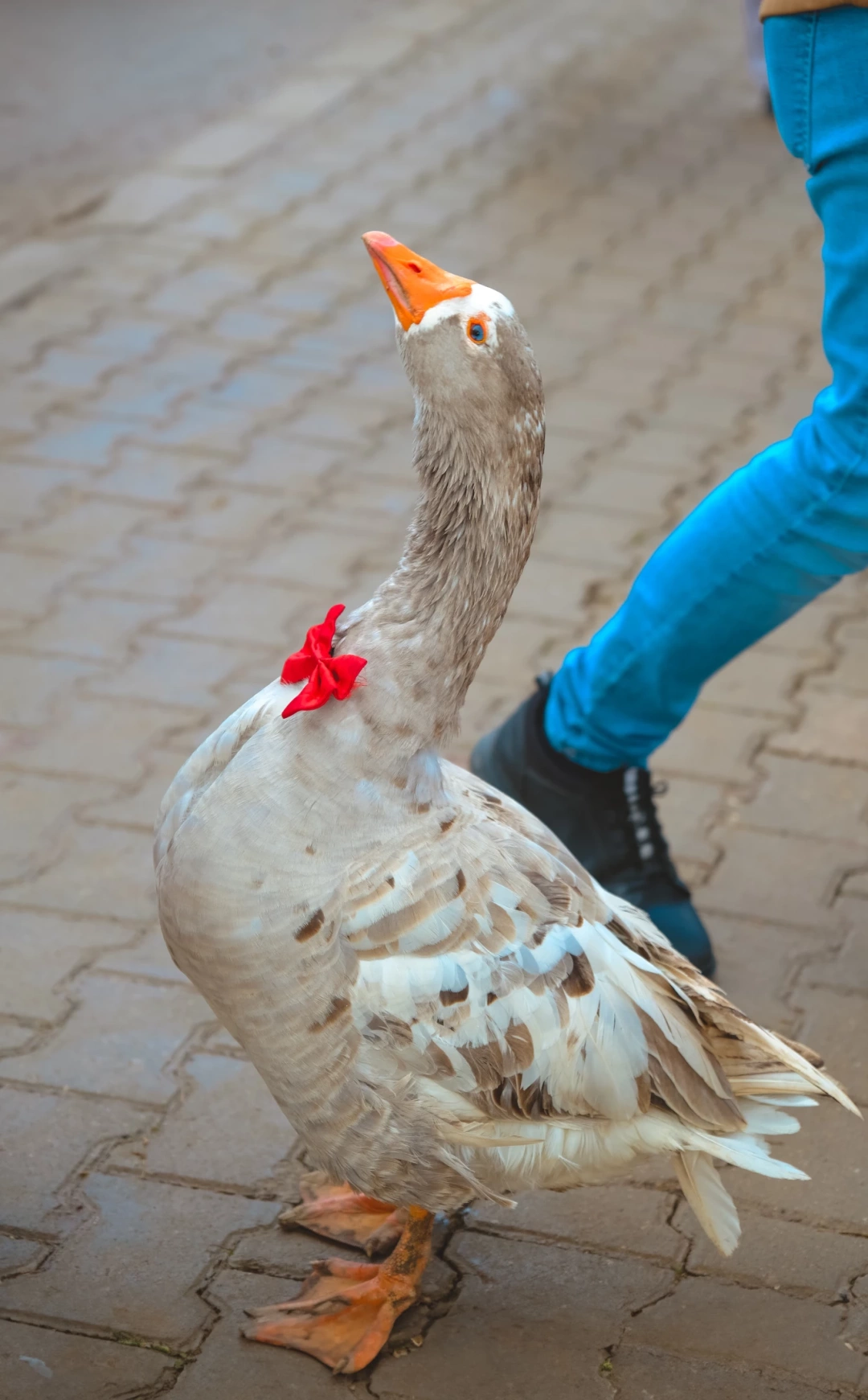 izmit-eseler-koyu-kaz-bayrami / 8694