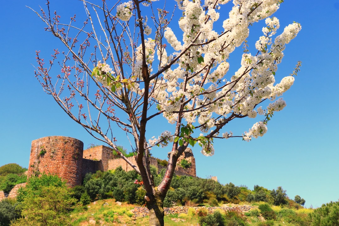 eskihisarkakesi / 10294