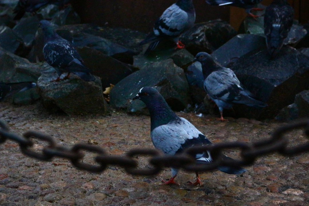 cumhuriyet-parki-guvercin / 7206