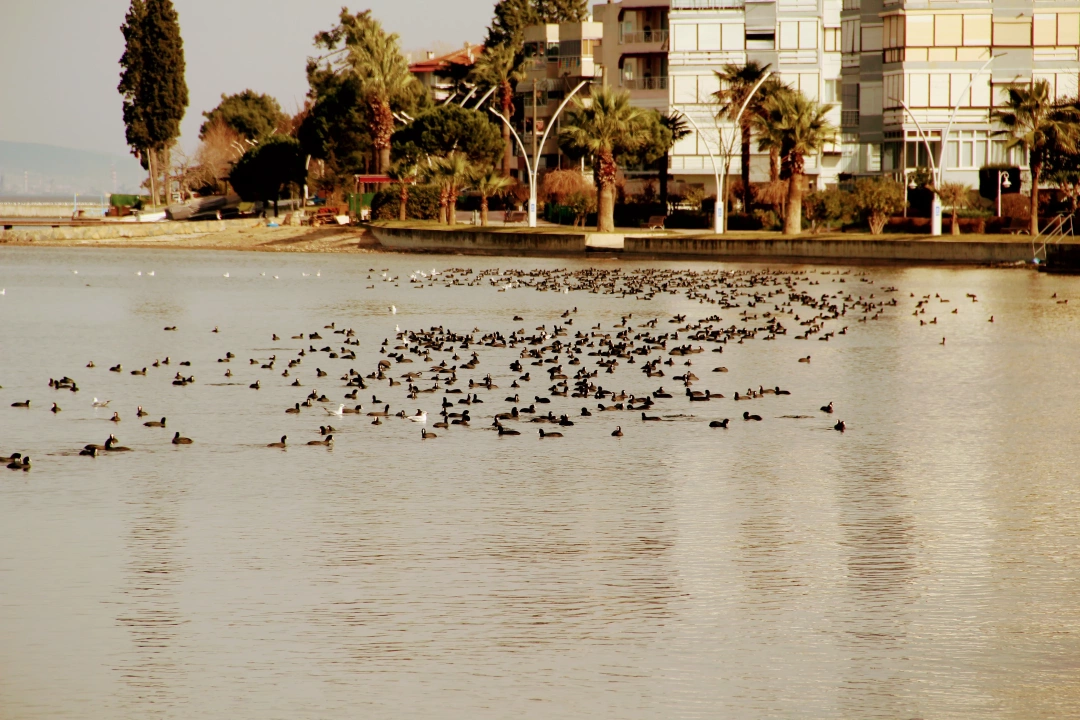 suru-sakarmekeler-karamurselsahil / 13150