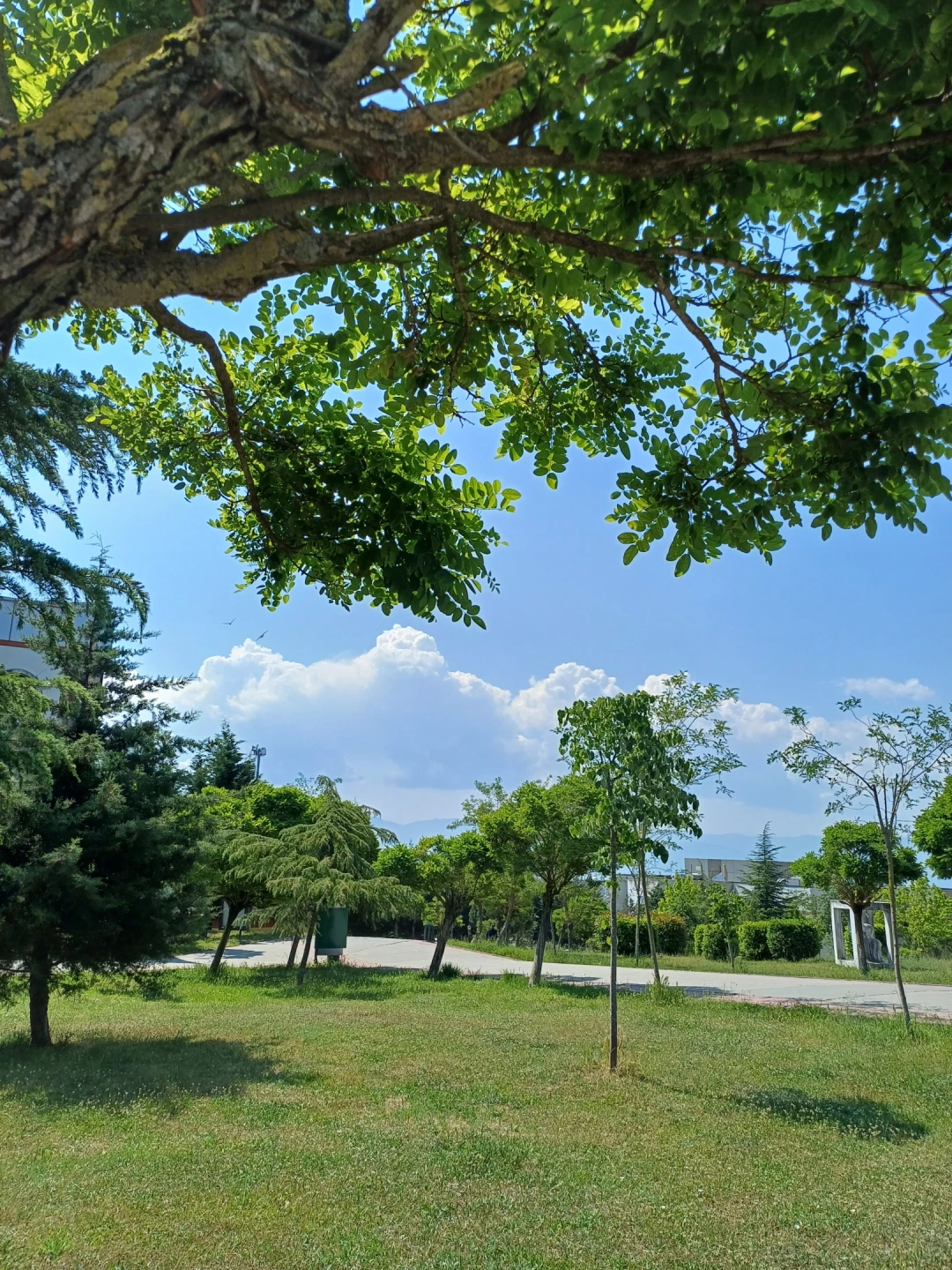 kouumuttepe / 14606