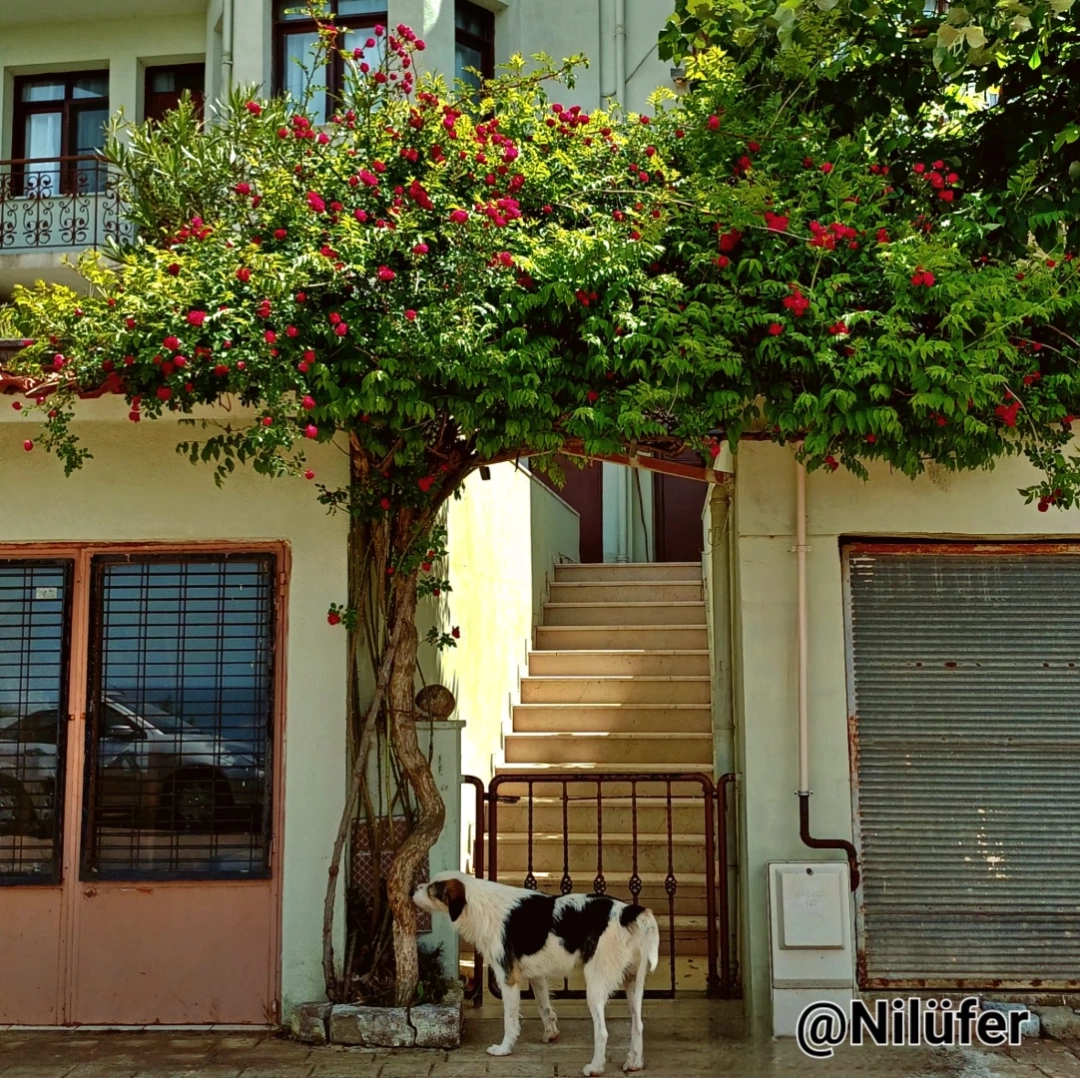 kandira-bagirganli-sahil / 15250