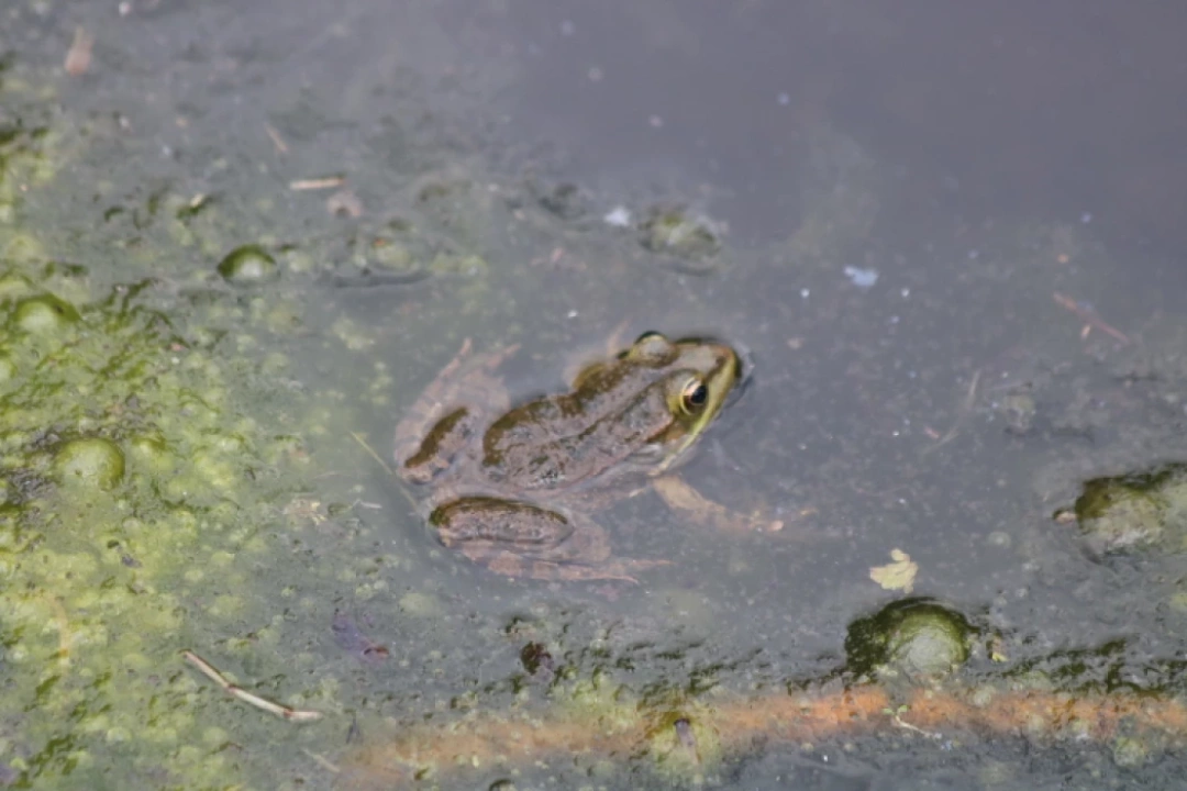 plajyolusahilkurbaga / 14253