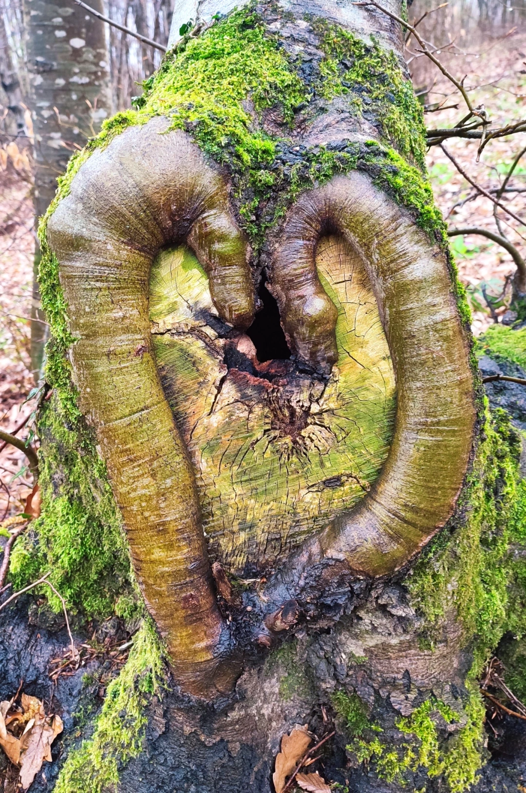 kayalidag-kutlucakoyu-korfez-doga-kalp / 12209