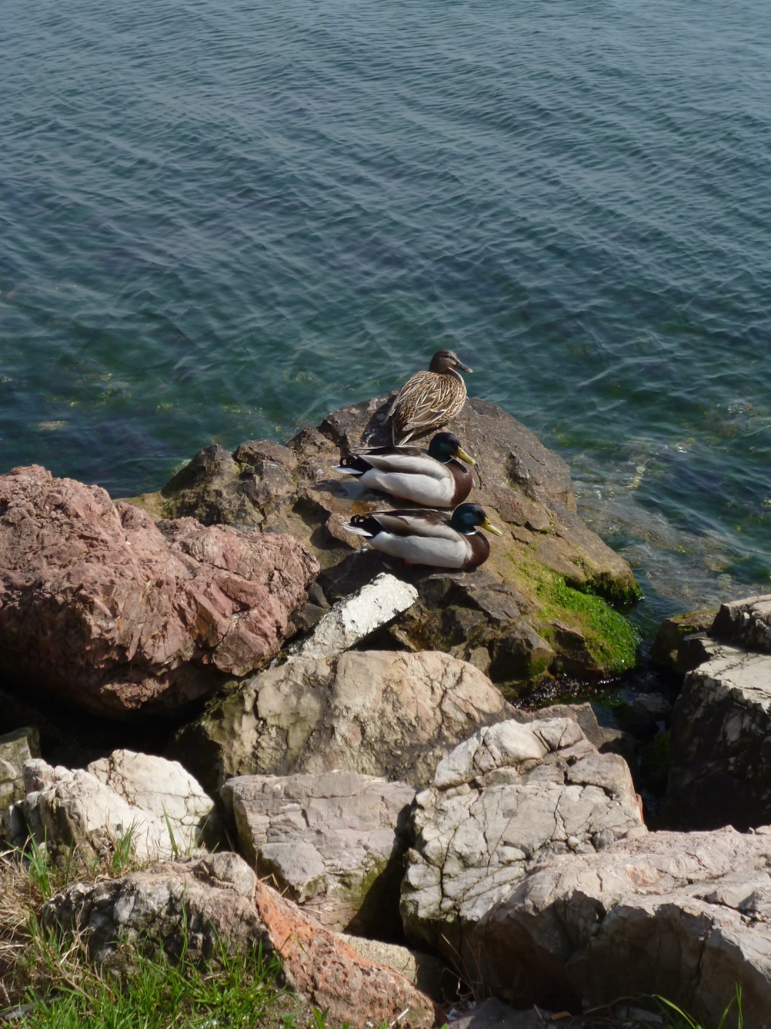 derince-sahil-manzara / 10309