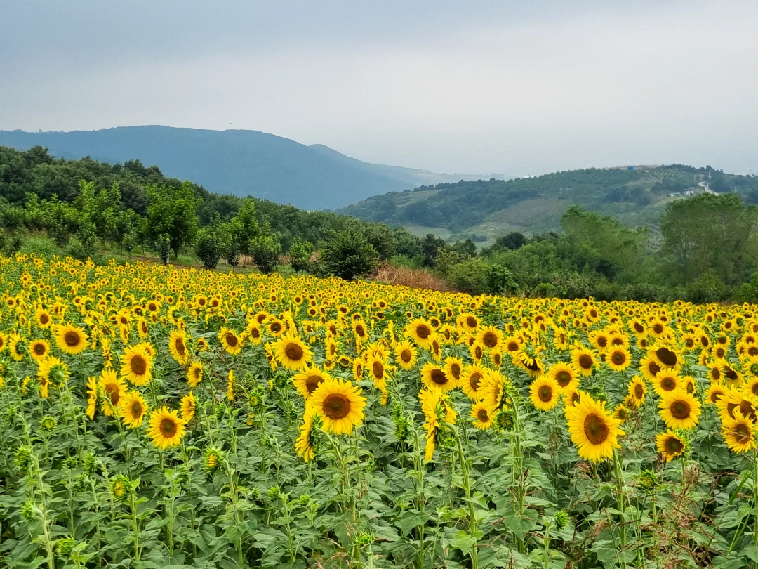 aycicegi-tarla-golcuk-kocaeli / 4440