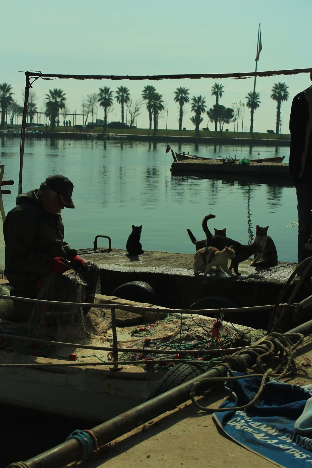 kocaeli-hereke-balikci-ve-kedileri / 11040