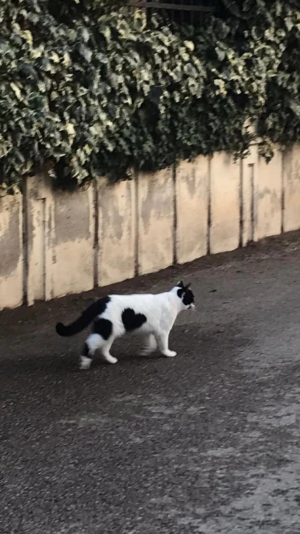 asik-kedi / 15849