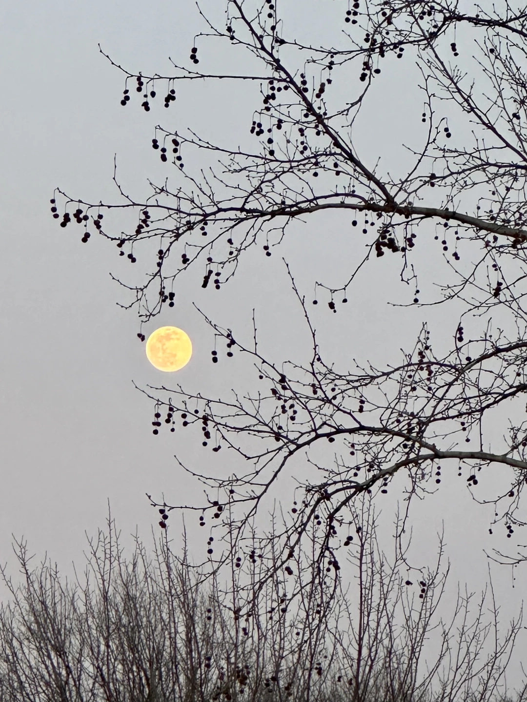 dolunay-bahcecik / 767