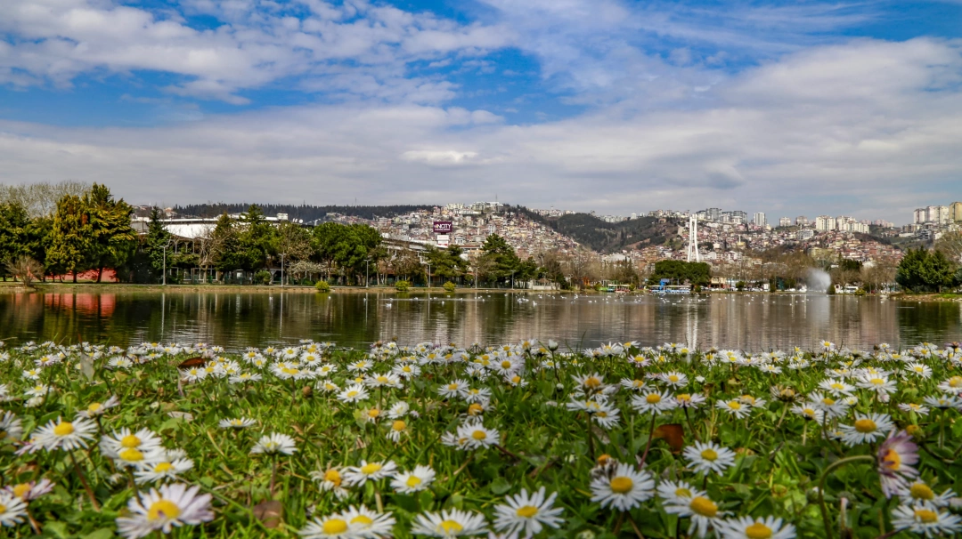 kocaelifuari-papatyalar-cicek-gol-manzara / 9023