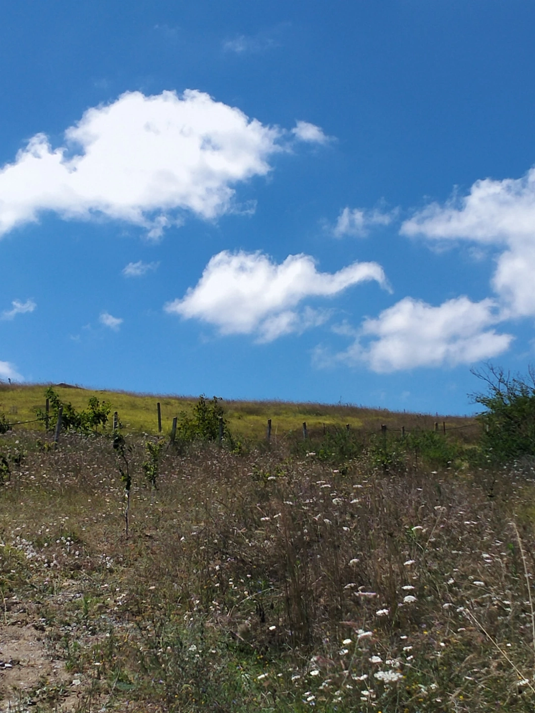 suverler-koyu / 3423