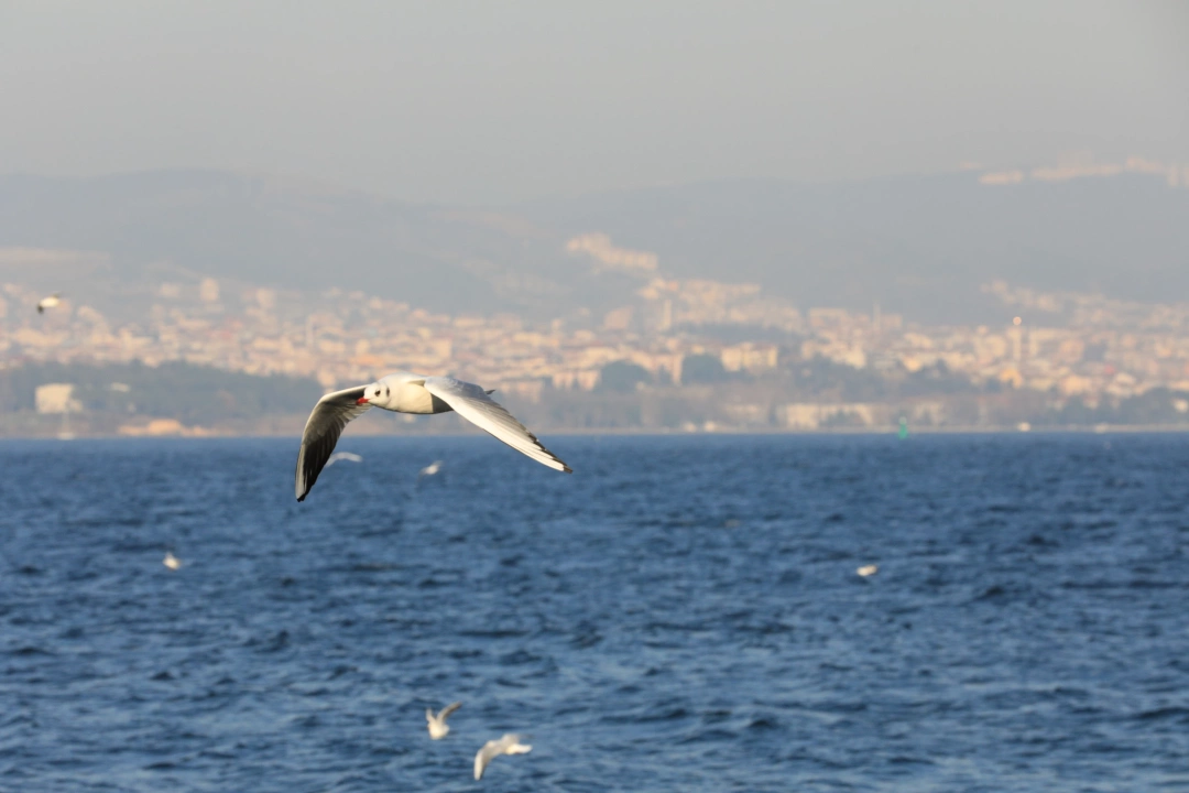 mutlusehirkocaeli / 2121