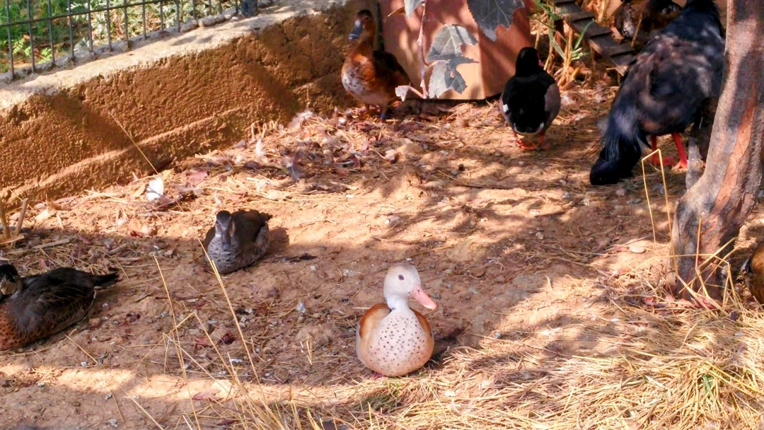 ordek-darica-zoo / 6165