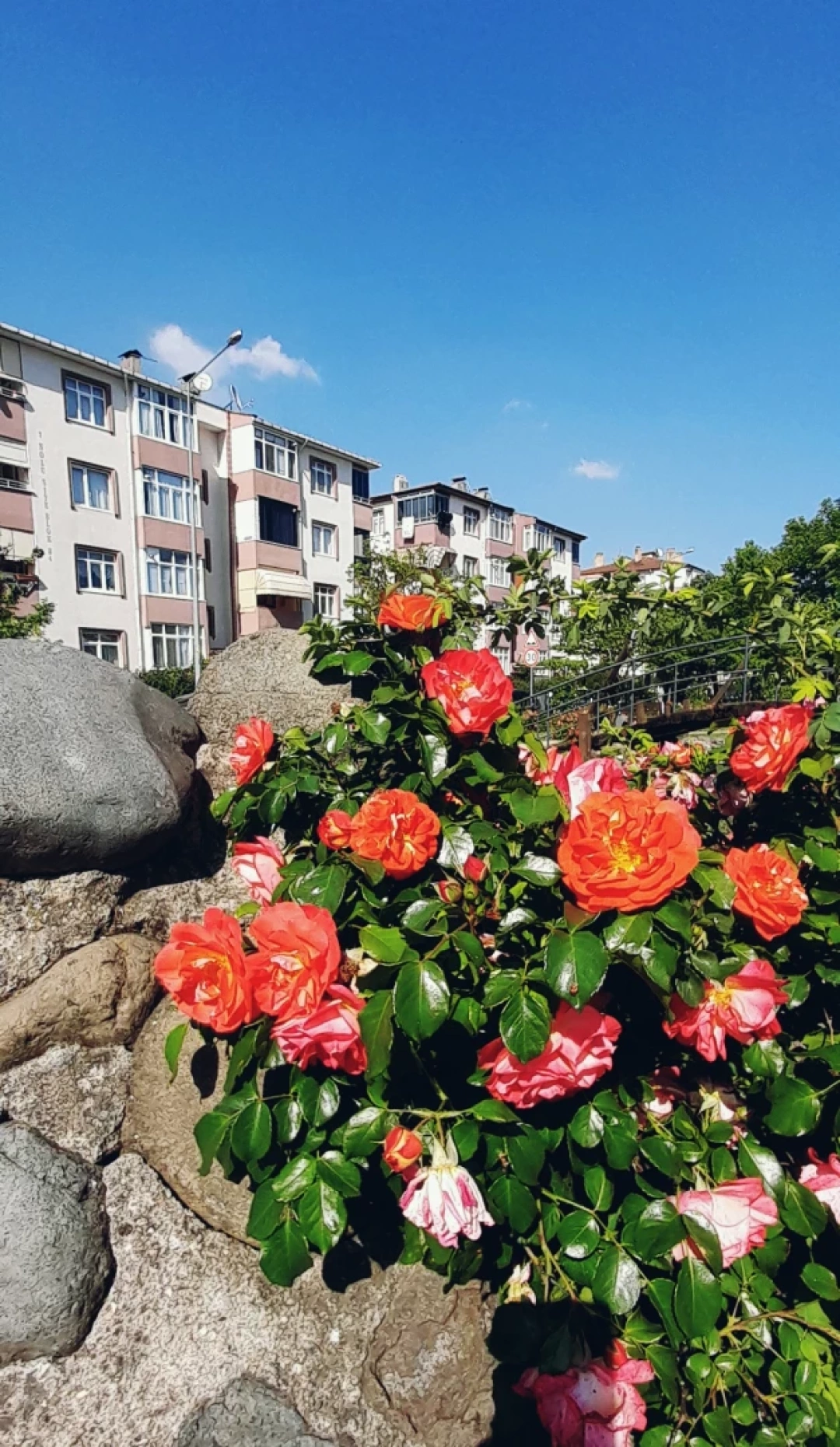 derince-yenikent / 12021