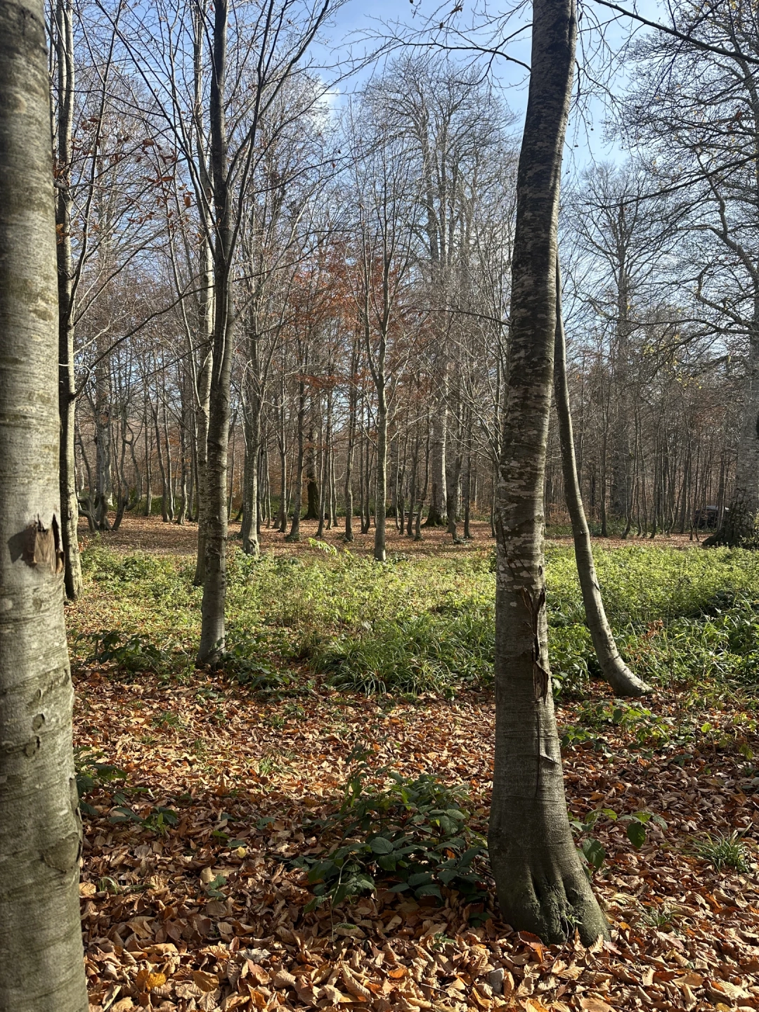 mevsimsonbahar-huzur-doga-kocaeli-orman / 16221