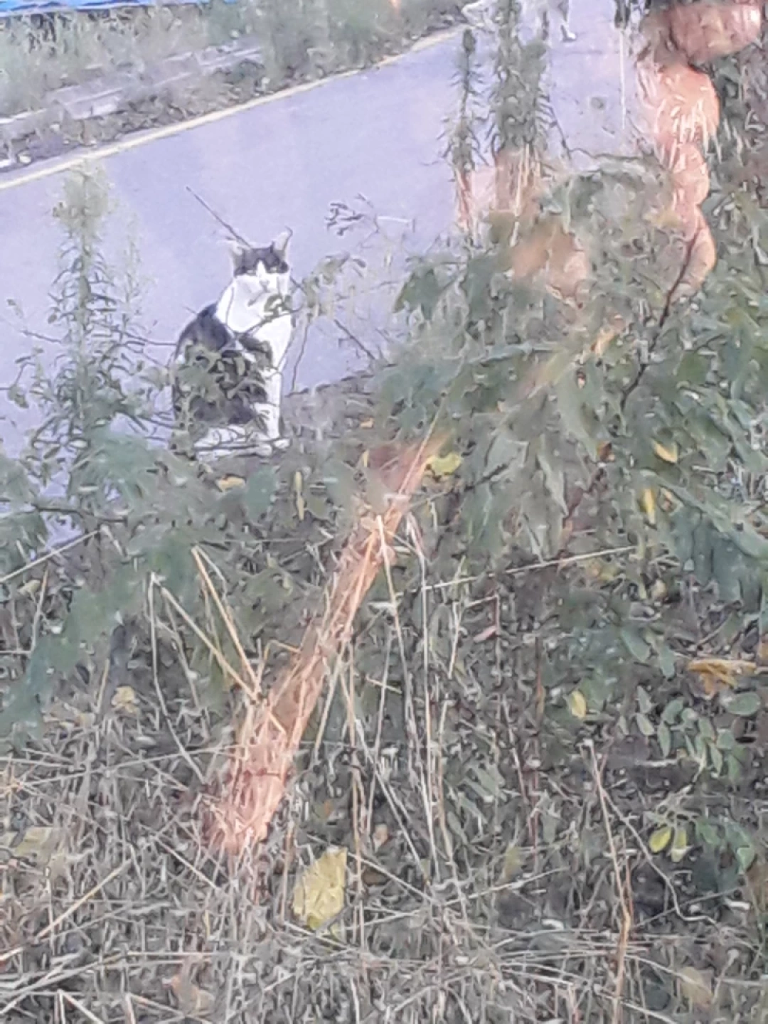 ah-su-kediler / 16065