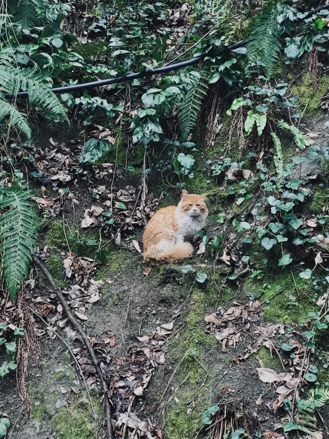 golcuk-sarayli / 1265