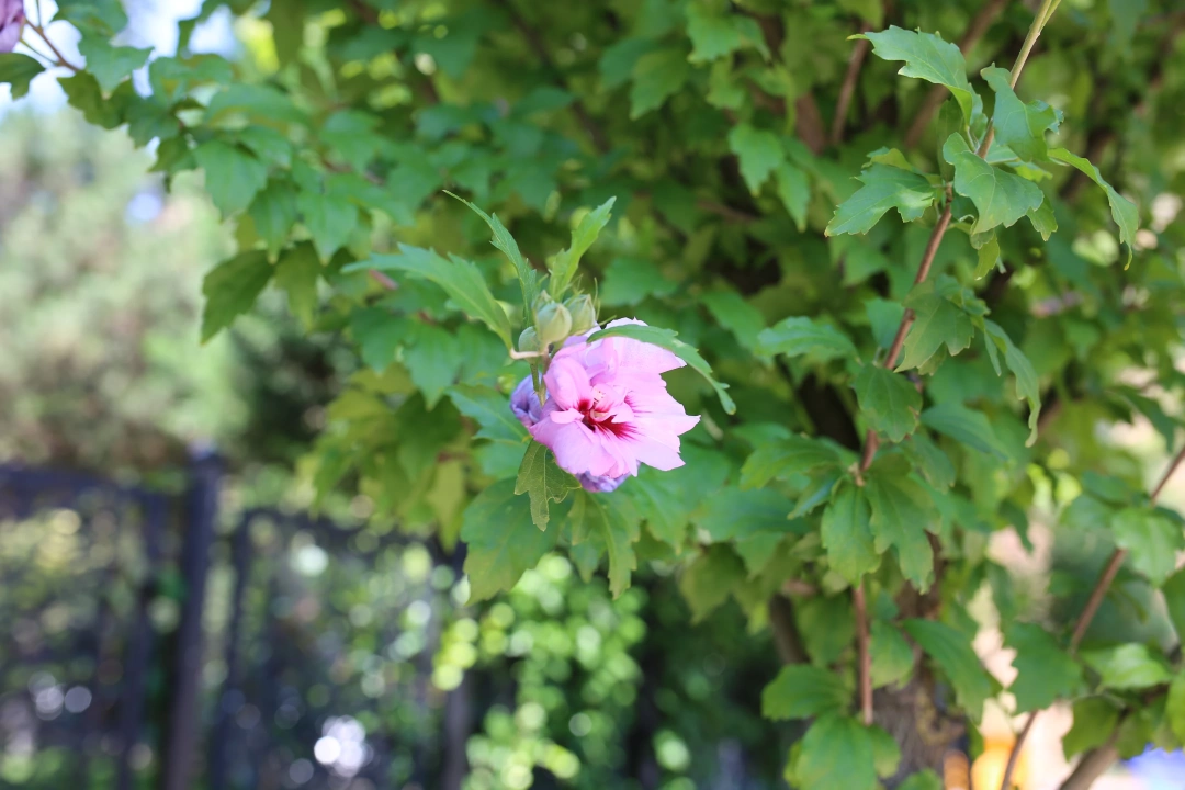 sevdamizkocaeli-sevdamizkocaeli / 2705