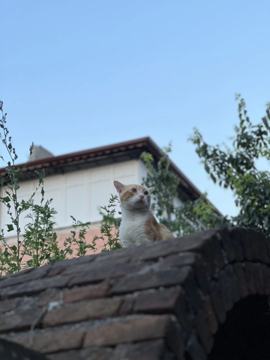 gelecegini-dusundugunu-dusundugum-bir-kedi-2023-kocaeli-selim-sirri-pasa-konagi-civari / 1505