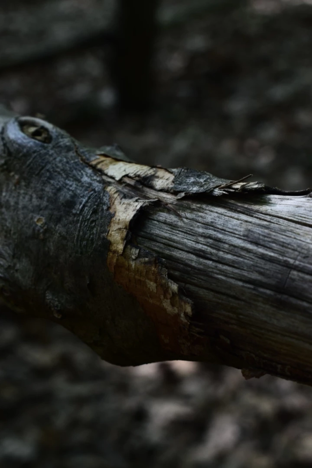 kocaeli-ormanya / 16305