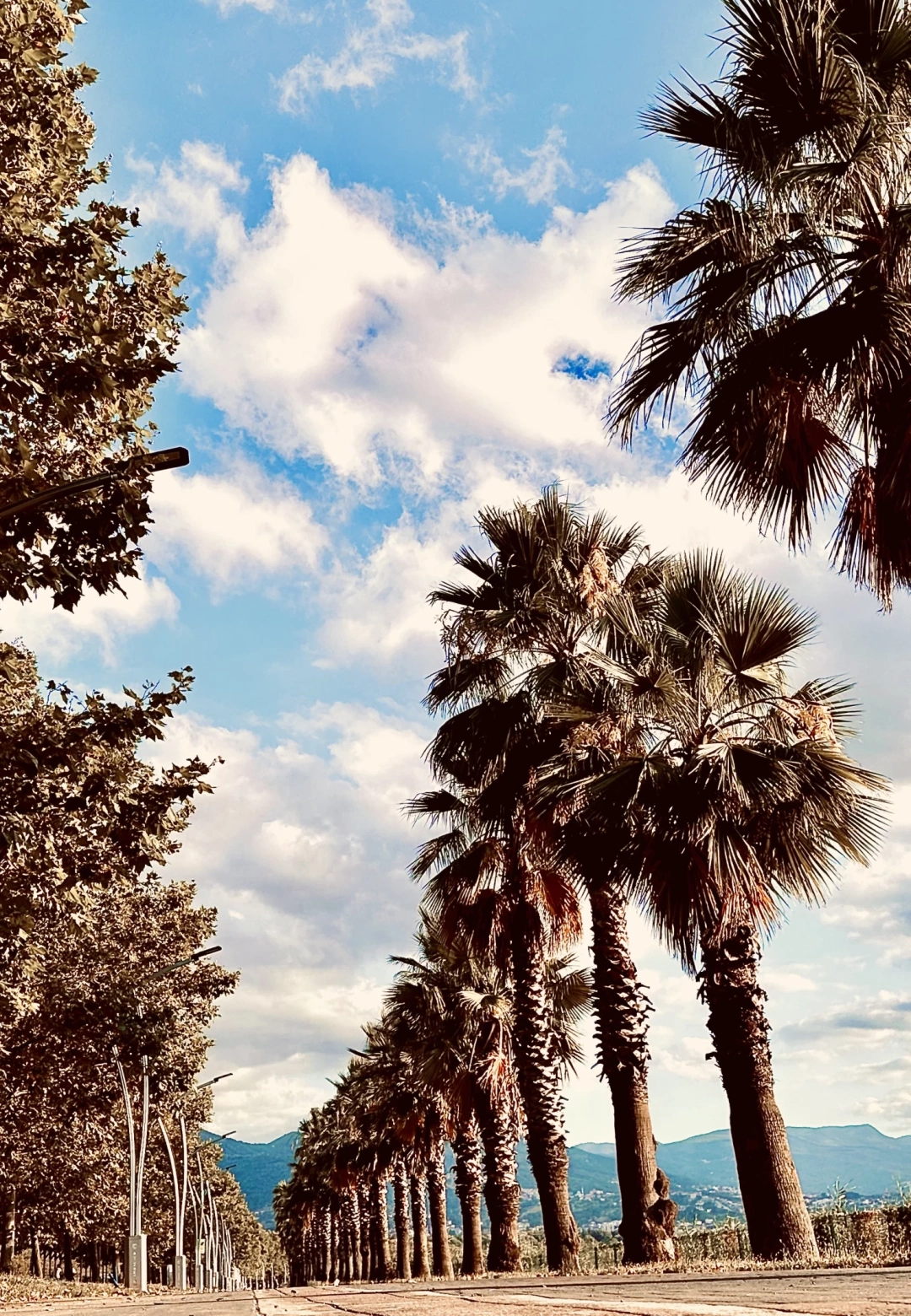 basiskele-sahili-kocaeli-basiskele-basiskele-seymensahili-sunset-palmiye-bulut / 2675