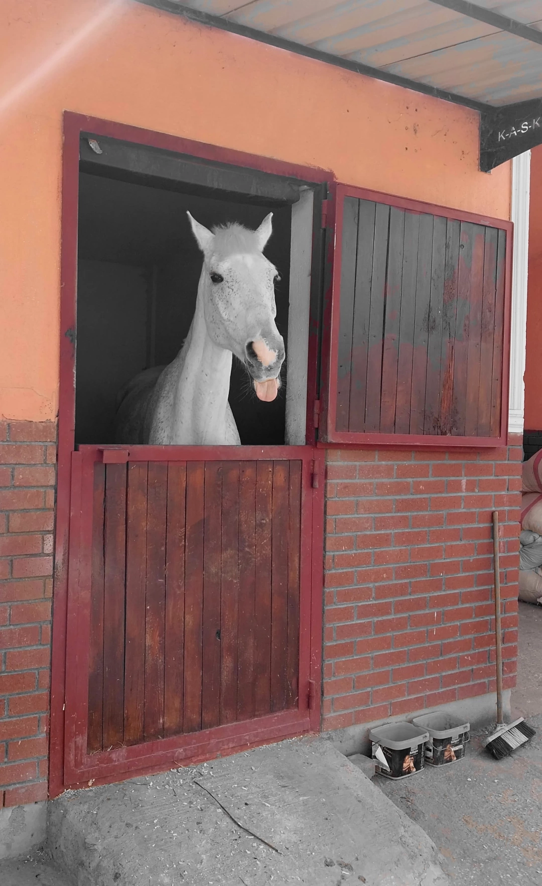 at-ciftligi-ncity / 9901