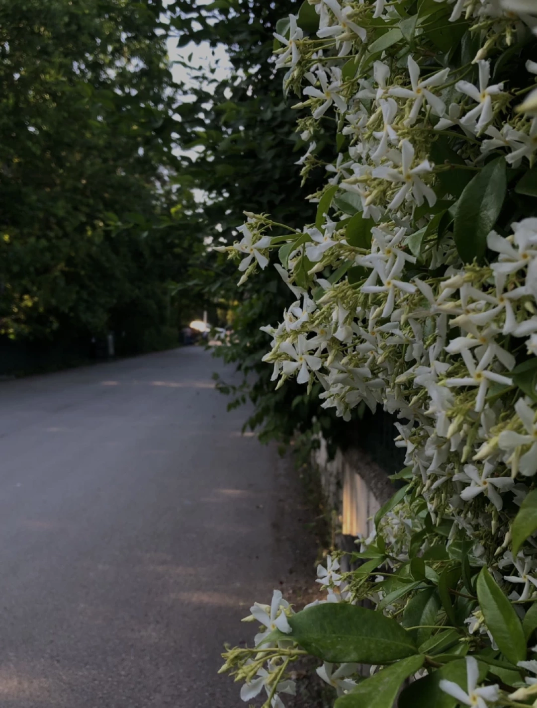 kocaeli-izmit-yahyakaptan-sevdamizkocaeli-sevdamizkocaeli / 12245