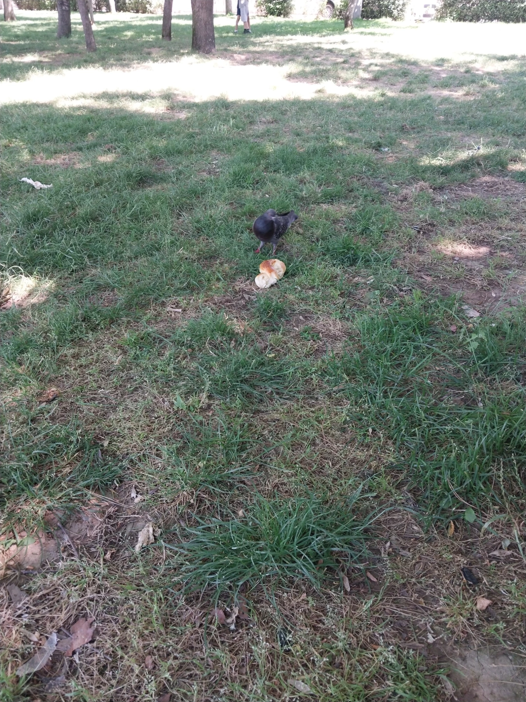 hereke-kuslar / 14745