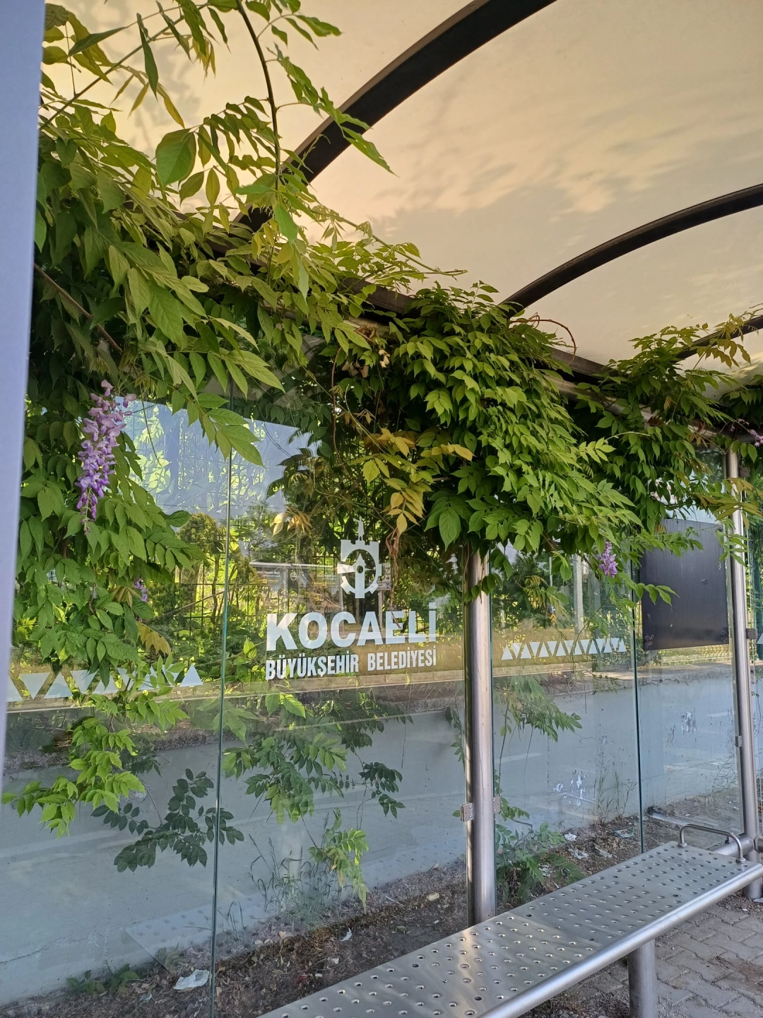 durak-cicek-actiizmitdunya-bankasi / 14901