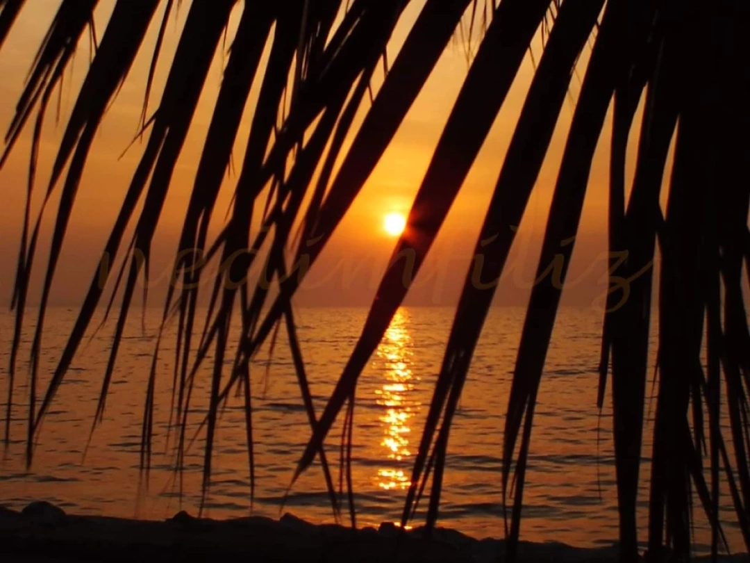 korfezde-gun-batimi-nailakafe-gunbatimi-gunes-palmiye / 8001