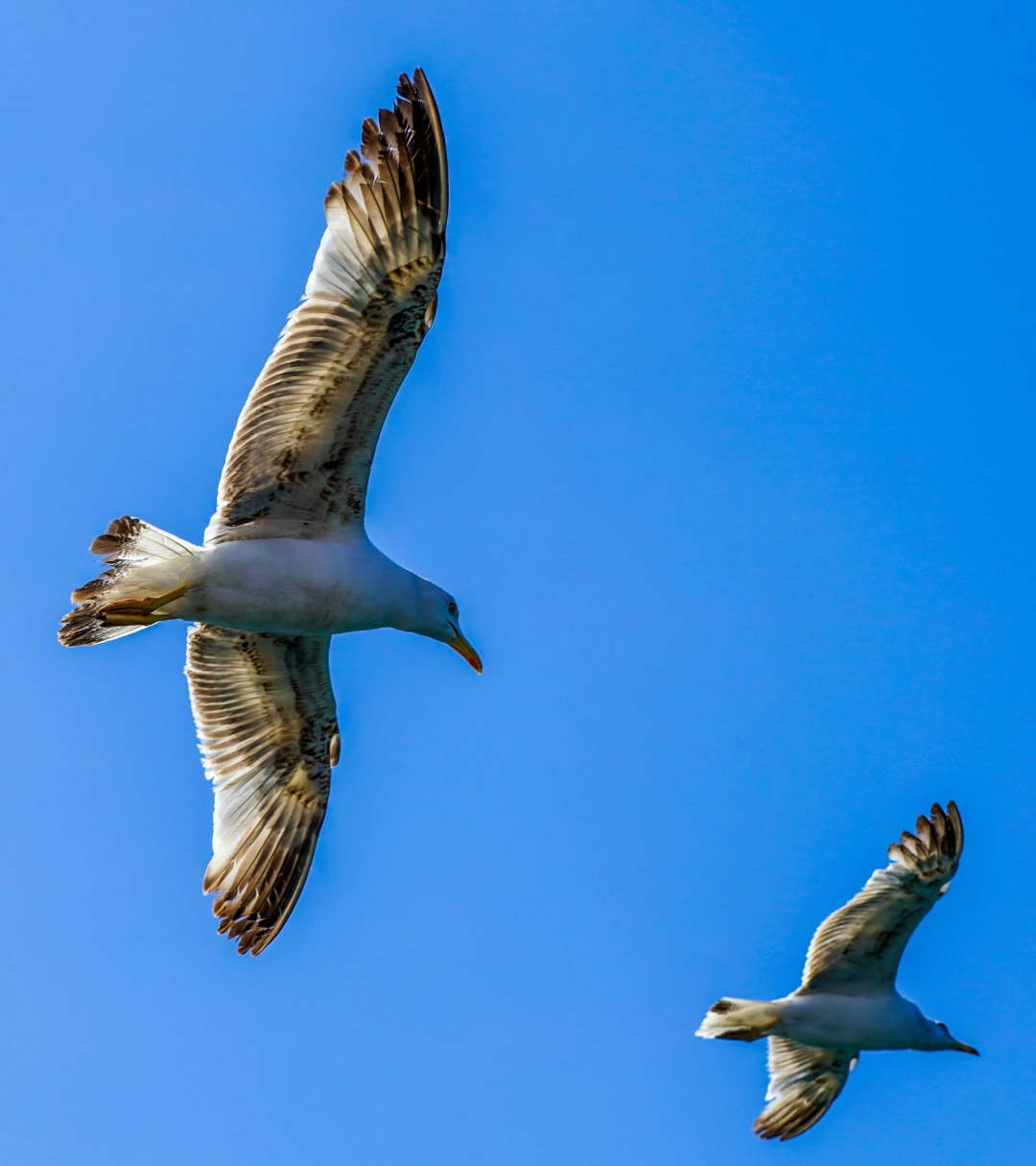 izmit-kocaeli-sahil-deniz-orduevi-izmitcarsi-kolordu-sekapark-heykel / 2901