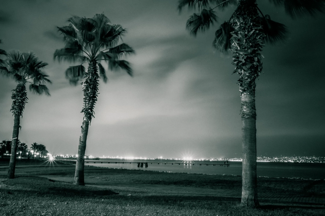 sekapark-palmiye-sahil-sevdamizkocaeli-burasikocaeli / 3201