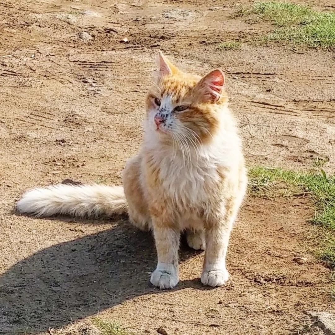 kirli-kedi-sokak-hayvansevgisi / 5389