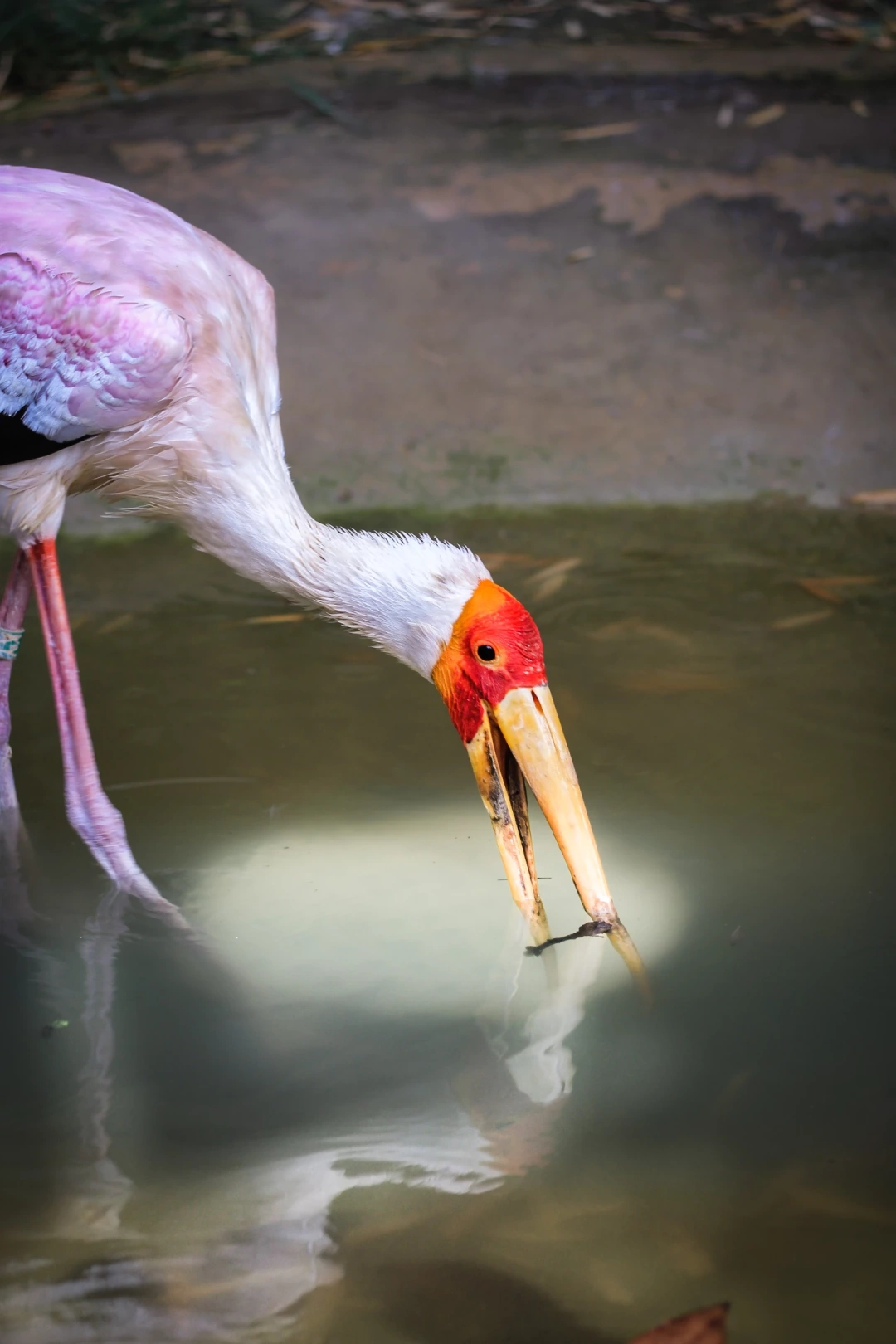 darica-hayvanat-bahcesinden / 658