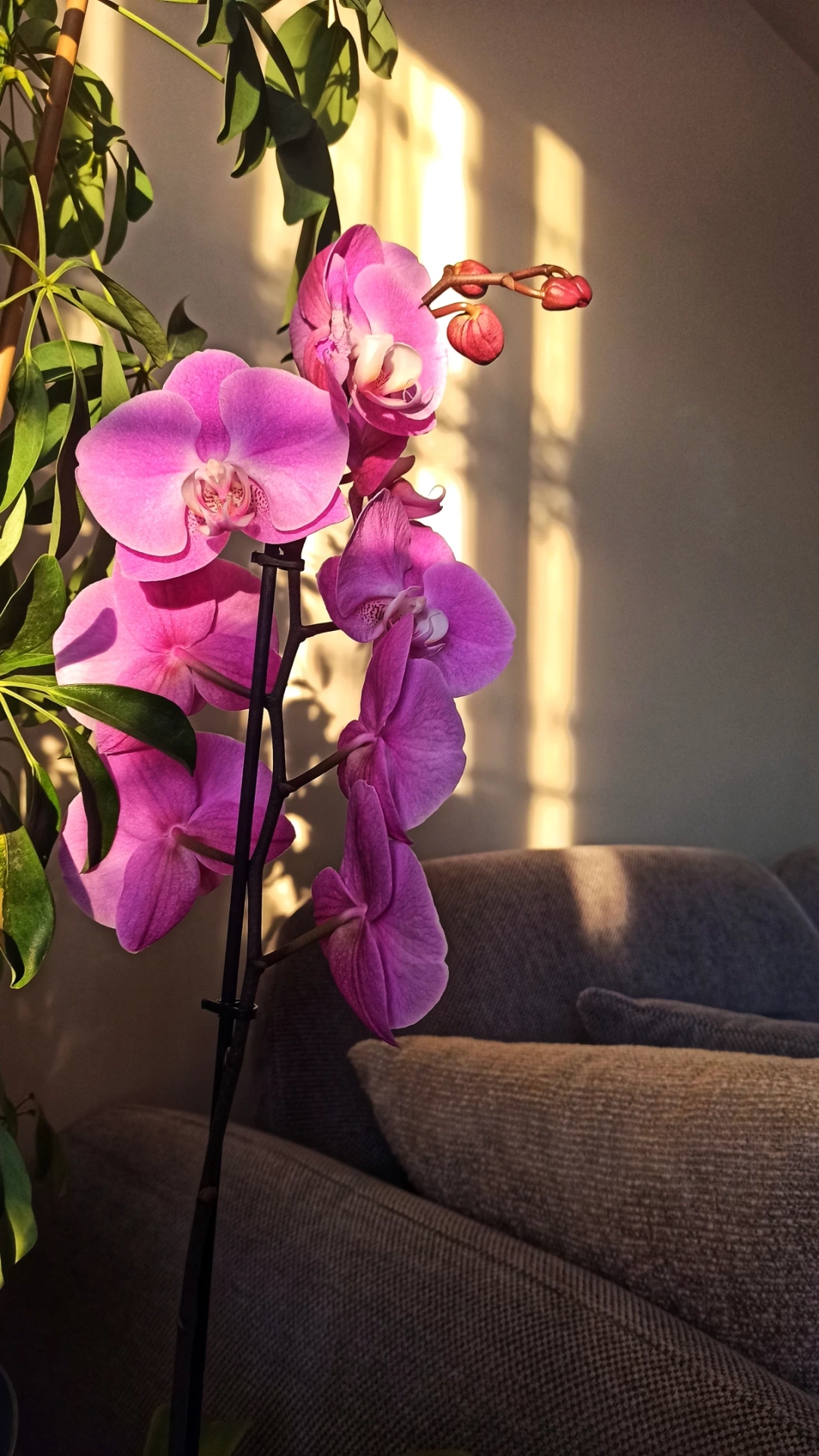 mor-kocaeli-derince-orkide-gunes-isik / 9011