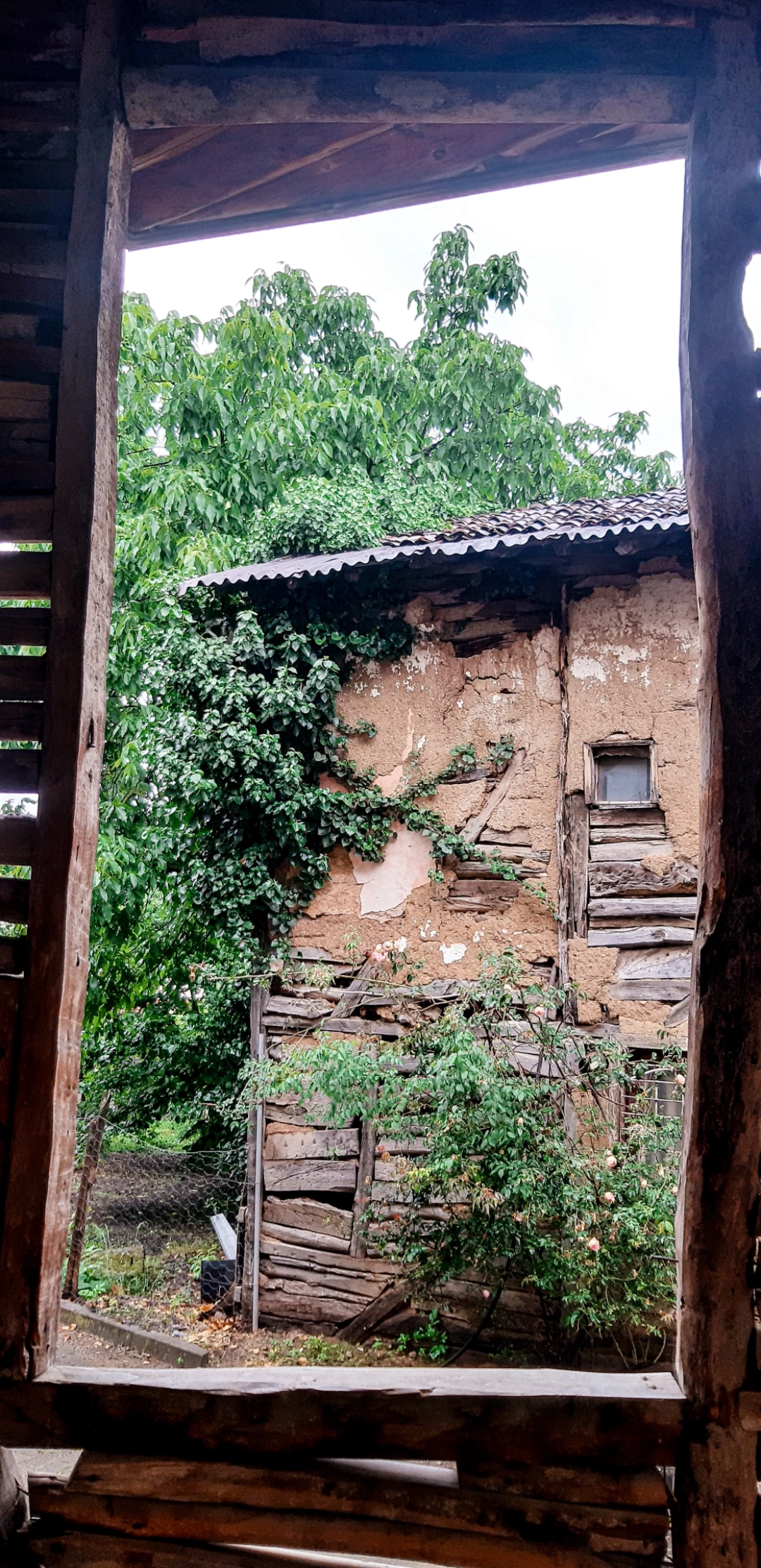 tarihievler-saraylikoyu-golcuk / 13111