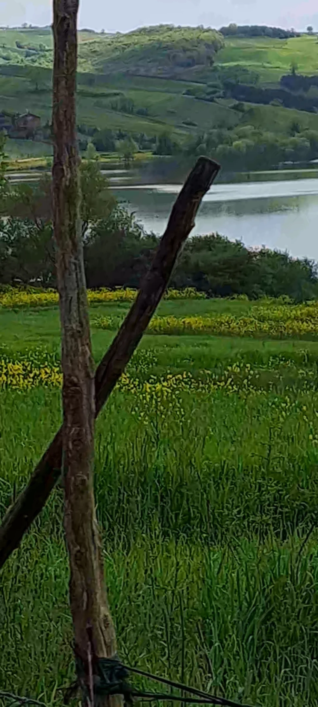 tahtali-ilkbaharda-bambaska / 1685