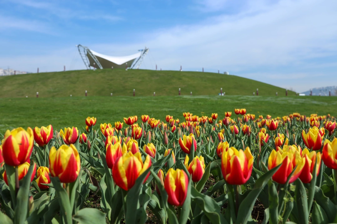 laleler-sekapark-ucurtmatepesi-cicek / 9041