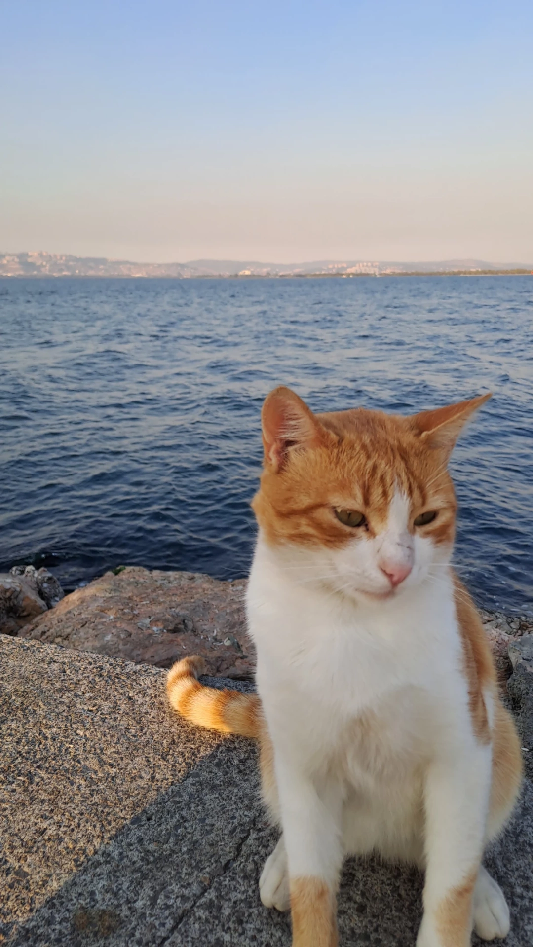 sahil-manzara-kedi-patilidostumuz / 7241