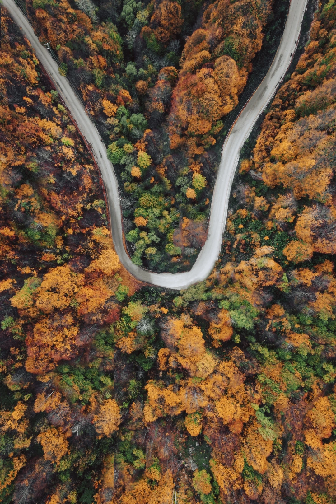 autumn-kartepe / 6541