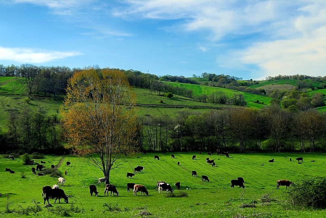 ilkbahar-doga-korfez / 10141