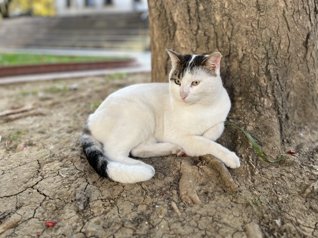 dinlenme-kedi / 5385