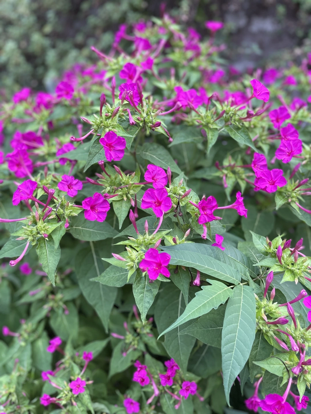 izmit-kocaeli-sahil-deniz-orduevi-izmitcarsi-kolordu-sekapark-heykel-basiskele-yuvacik / 4334