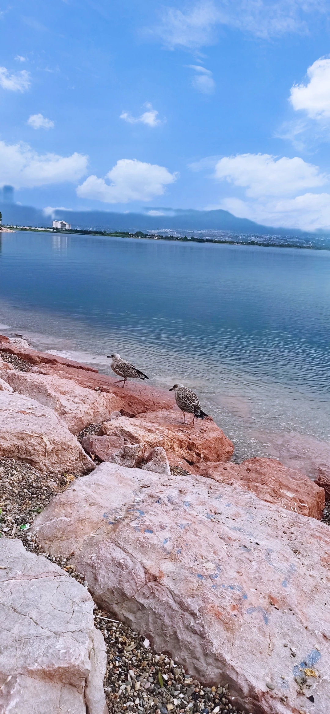 sekapark-deniz-marti-kocaeli-izmit / 3334